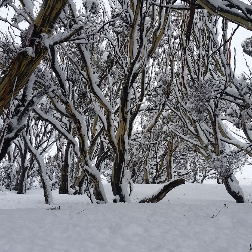 Snow Shoeing